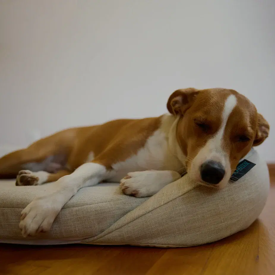 Infrared PEMF Pet Bed image 6